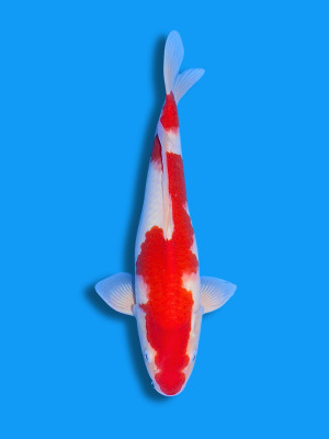Inazuma Kohaku | Koi&Co.